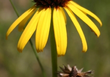 coneflower