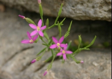 Rock Pink