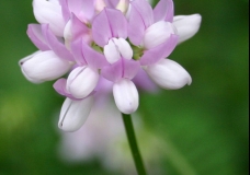 Crown Vetch