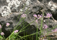 Wild Onion -Rock Lichens