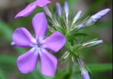 Sweet William