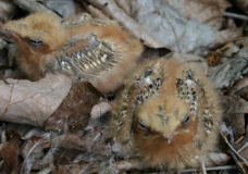 Whip-poor whil chicks