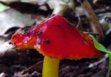 Red Mushroom
