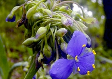 Spiderwort