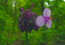 Spiderwort/Bee