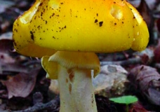 Yellow Mushroom