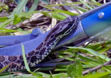 Massasuaga Rattlesnake and tongs