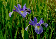 Iris