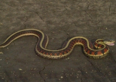 Red-sided Garter Snake