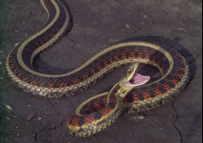Snake striking pose