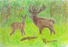 Deer in Love