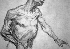 ANATOMICAL STUDY