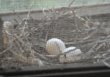 Nest egg