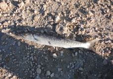 Fishermans treasure