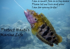 Small fish big ocean