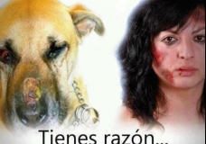 Animal abuse