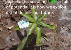 Life is full of Potential