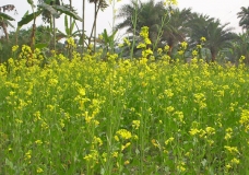 Environment
