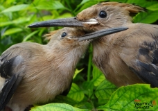 Living Together