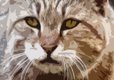 I love Animals
