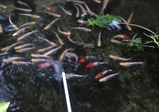 Ornamental Fish Pond