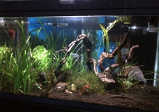 aquascape