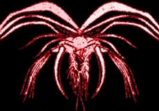 The Vermillion Angel
