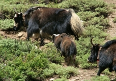 Yak ..