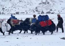 Yak Transport..