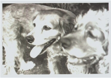 Dogs