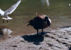 Goose Steps