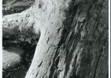 Nature in Detail