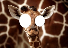 giraffe