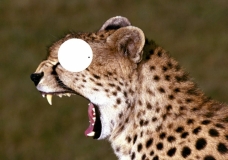 def lepard
