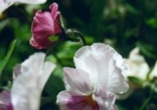 Plentiful Pansies