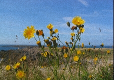 yellow flowers