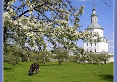 The apple trees aflower