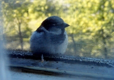 birdy N