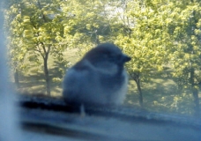 birdy N