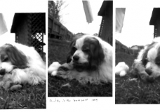 Buddy