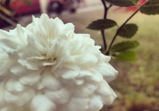 Soft Flower