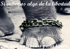 Elephantee