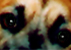 Bear's Eyes