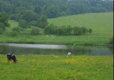 Луг (д. Мураново, Московская область
