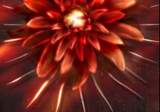 End of flowers