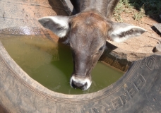 Water from a tire