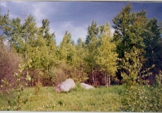 Лесная поляна