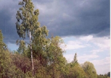 Перед грозой