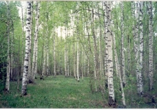 Русские берёзы