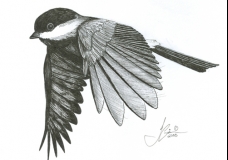 Carolina Chickadee